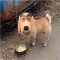 炫狗盒app下載安裝