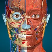 3D解剖學(xué)app官方版(Anatomy Learning)