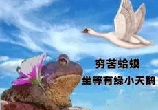 小天鵝給個(gè)機(jī)會(huì)表情包