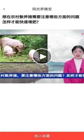 陽光養(yǎng)豬寶