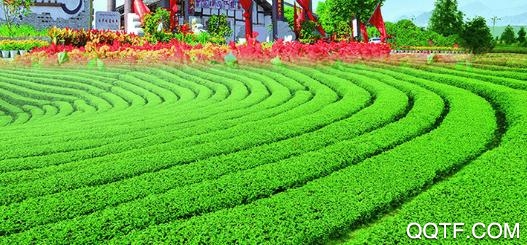 旺蒼融媒體中心app官方版