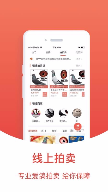 賽鴿頭條