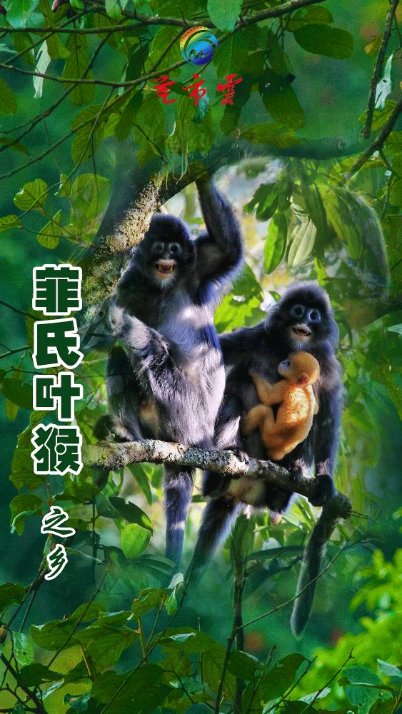 芒市云app安卓版