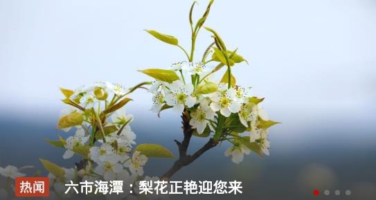 蓮花云手機(jī)客戶端