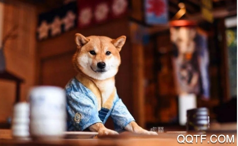 探爪(寵物社區(qū))app安卓版