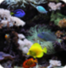 水族館動(dòng)態(tài)壁紙 漢化版v2.0.0