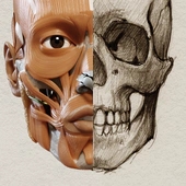 《Art Anatomy：藝術(shù)家3D解剖圖安卓版》