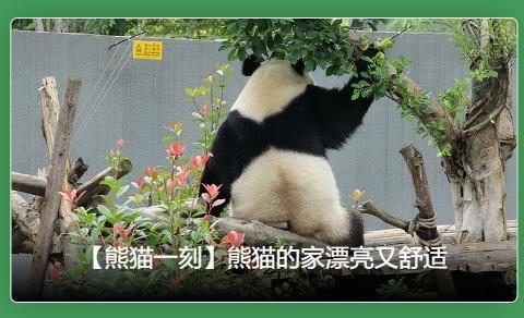 熊貓頻道app安卓版