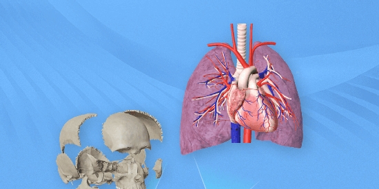 維薩里3D解剖App最新版