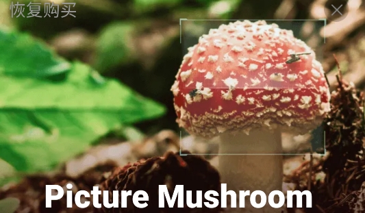蘑菇識別掃一掃app官方版Picture Mushroom