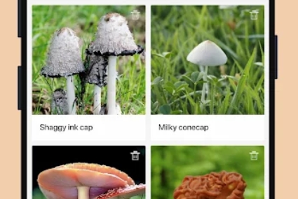 蘑菇識別掃一掃app官方版Picture Mushroom