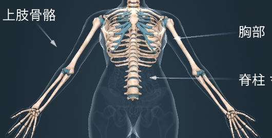 人體系統(tǒng)女性3D官方版