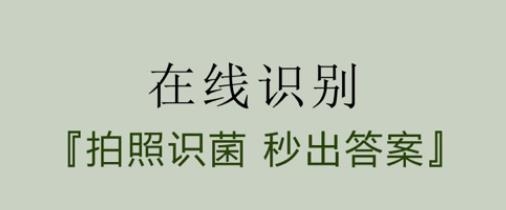菌窩子蘑菇識別掃描軟件