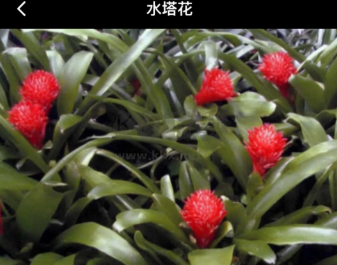 網(wǎng)紋草APP 1.0.1 安卓版