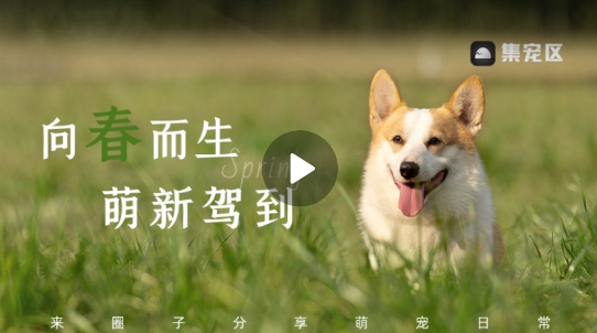 集寵區(qū)app官方版