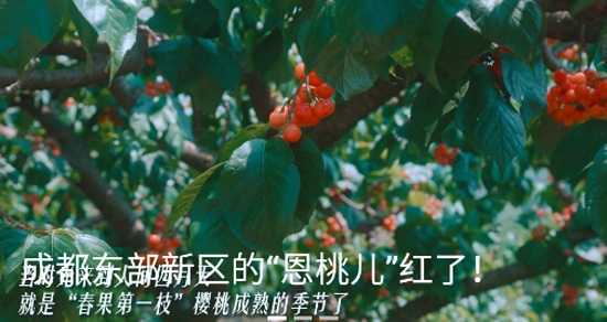 東部新區(qū)融媒app官方版