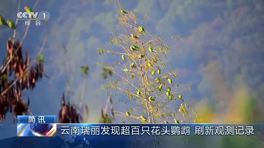 酒店直播電視官方版應(yīng)用