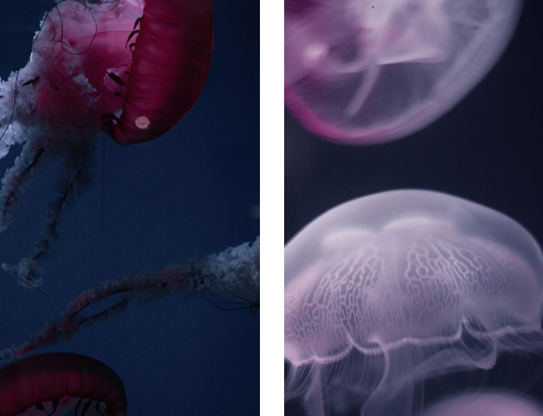 輕享壁紙app安卓版 輕享壁紙app安卓版