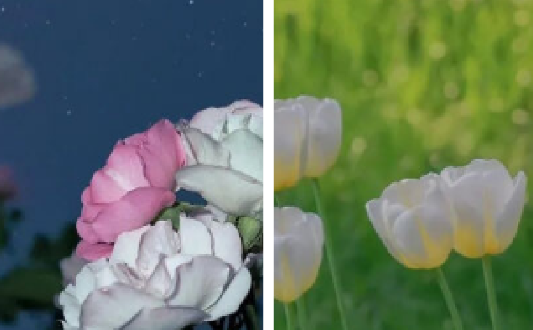 桃子壁紙高清app