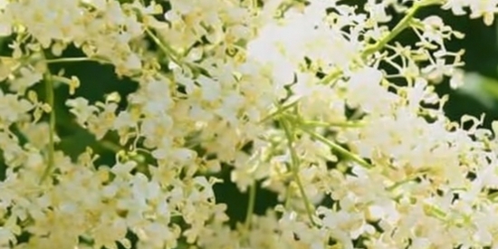 丁香花瓣app最新版