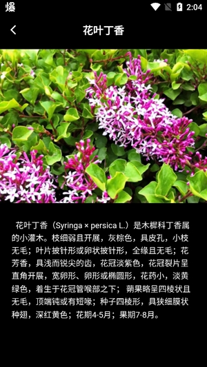 丁香花瓣app最新版