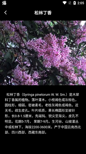 丁香花瓣app最新版