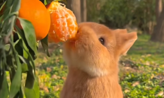 抖音火山版測試版 抖音火山版測試版