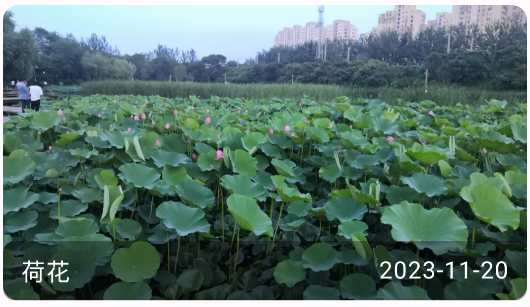 綠植花卉app 綠植花卉app