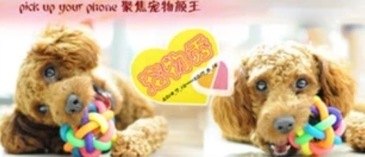 寵物保姆app 寵物保姆app