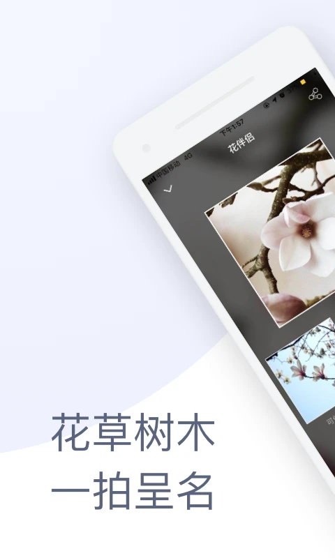 花伴侶植物識別最新版