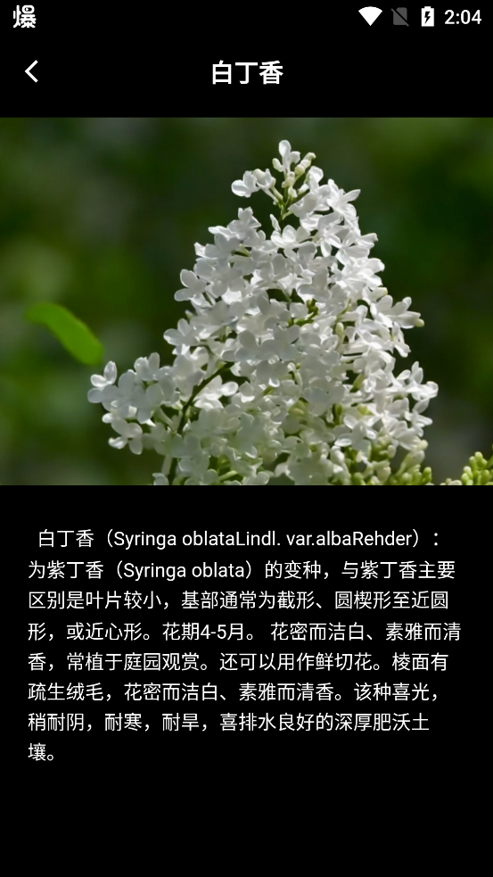 丁香花瓣app新版本