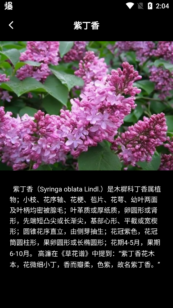 丁香花瓣app新版本