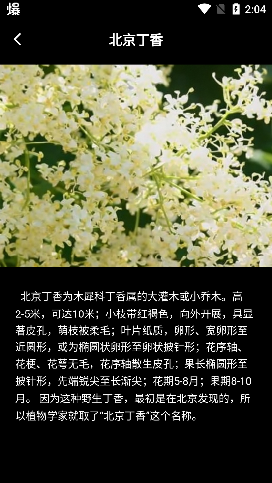 丁香花瓣app新版本
