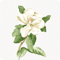 茉莉轉(zhuǎn)辦公