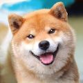 秋田犬模擬器安卓版