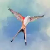 Wingspan付費(fèi)解鎖版