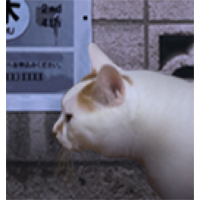 翌日貓之怪奇譚安卓版