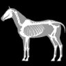 馬匹解剖模擬器3d官方版3D Horse Anatomy Software