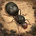 地下蟻國模擬器更新到 v.3.41.0