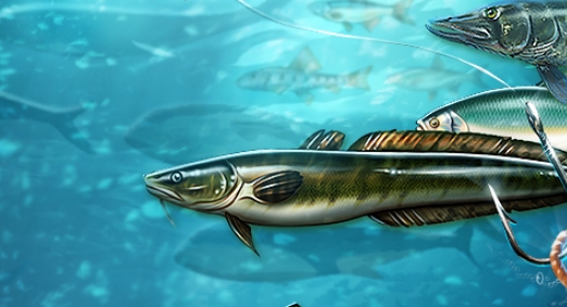釣魚獎杯捕獲官方版