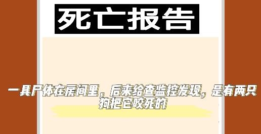 小豬佩奇的午夜后宮狗頭版