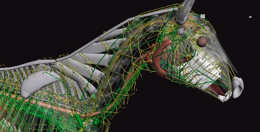 馬匹解剖模擬器3D官方版3D Horse Anatomy Software 馬匹解剖模擬器3D官方版3D Horse Anatomy Software