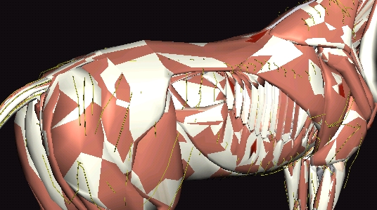 馬匹解剖模擬器3D官方版3D Horse Anatomy Software 馬匹解剖模擬器3D官方版3D Horse Anatomy Software