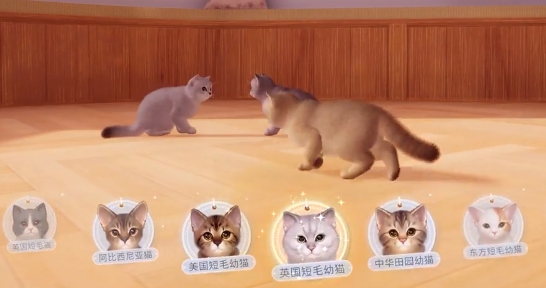 我和我的貓游戲官方版