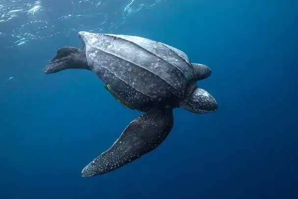 現(xiàn)今海洋中最大的爬行動(dòng)物是