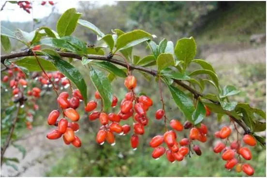 古人在以下哪個(gè)傳統(tǒng)節(jié)日有頭插茱萸的習(xí)俗