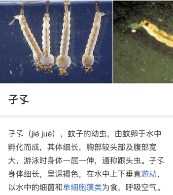 子孓是哪種動物的幼蟲