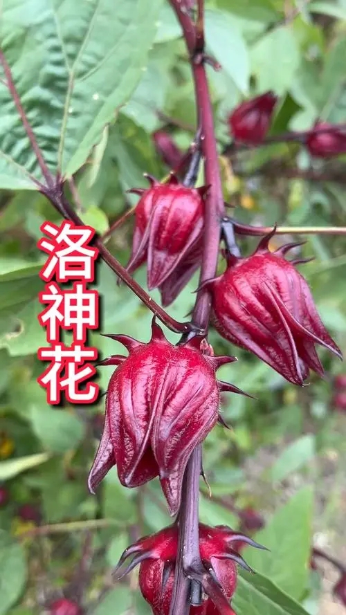 人們泡水喝的洛神花是玫瑰花嗎