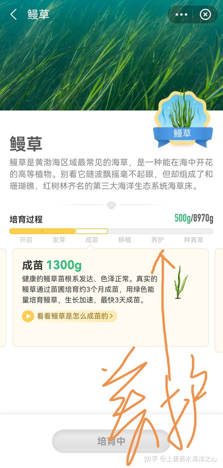 《支付寶》神奇海洋海域6攻略