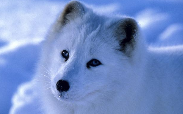北極狐如何過冬